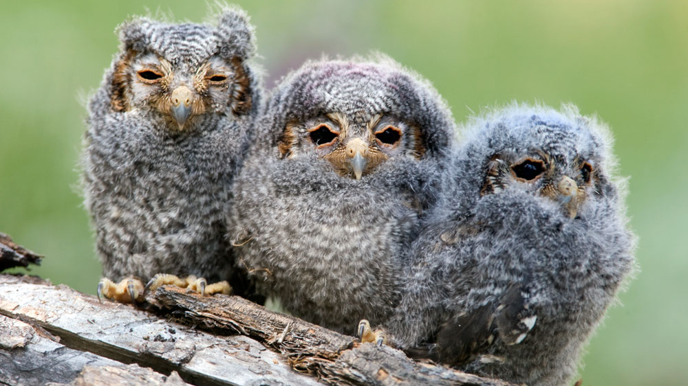 Slideshow