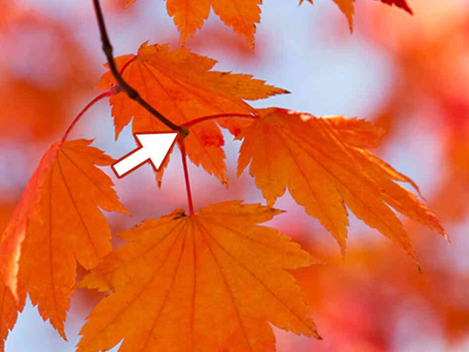 An arrow marks the site where a leaf is pushed off from a tree. An arrow marks the site where a leaf is pushed off from a tree.