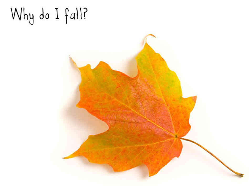 An autumn maple leaf An autumn maple leaf