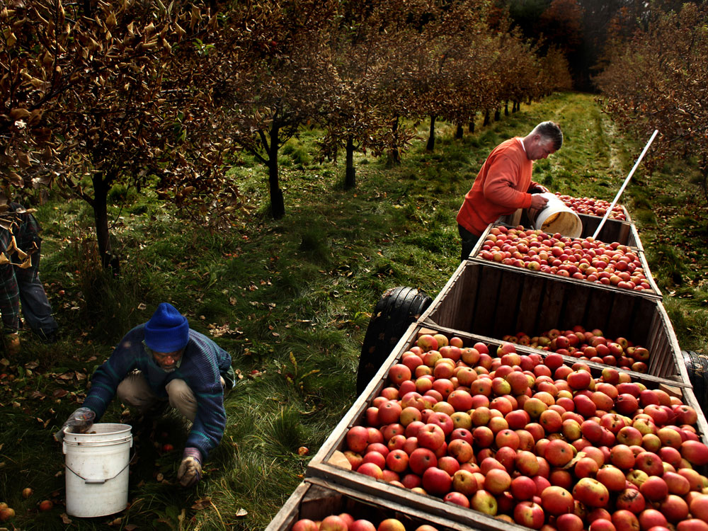 [Interactive:Creating A Traditional Cider]