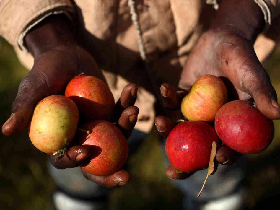 Fitz Campbell holds the apples that they use at Farnum Hill specifically for the cider that's made t