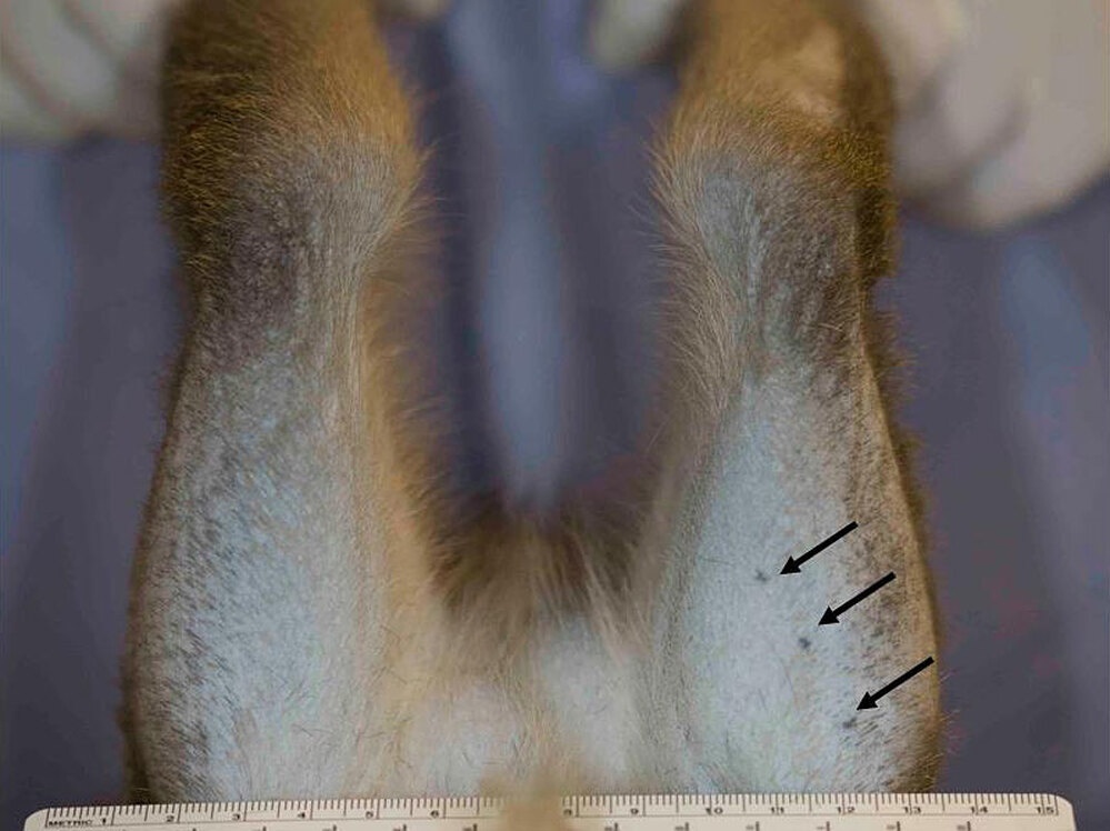 Legs of one of the monkeys used in the study.