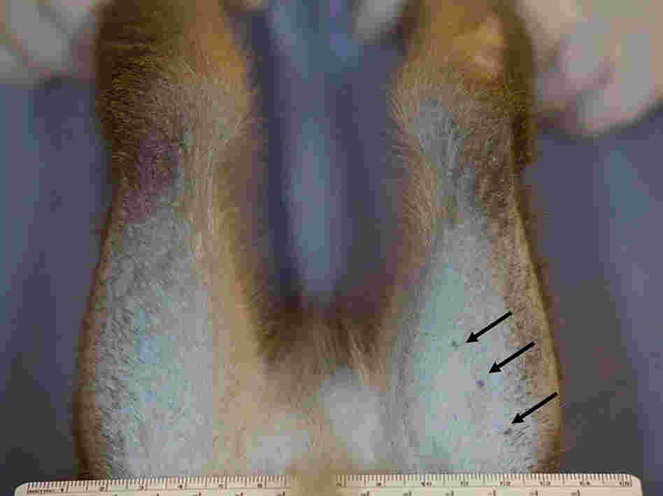 Legs of one of the monkeys used in the study.