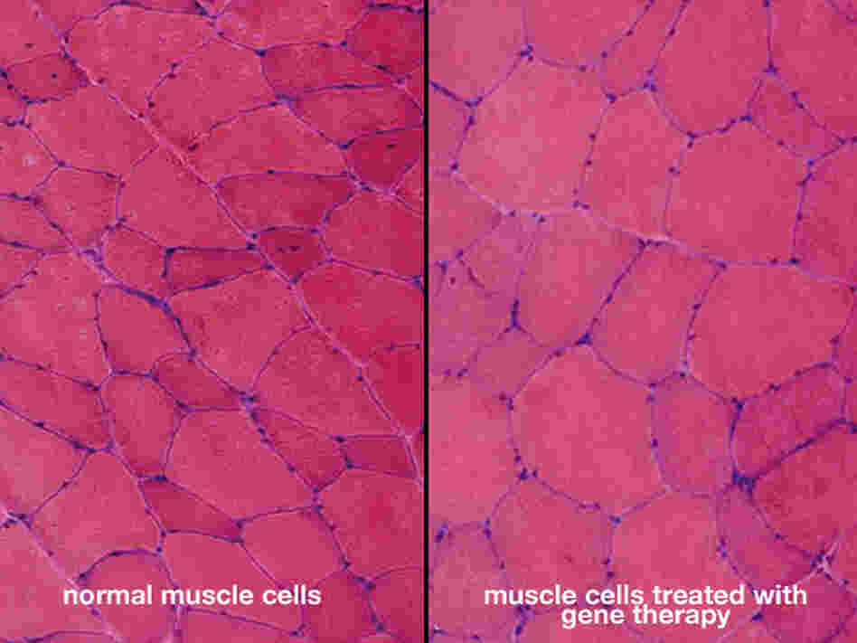 Microscopic image of monkey muscle cells.