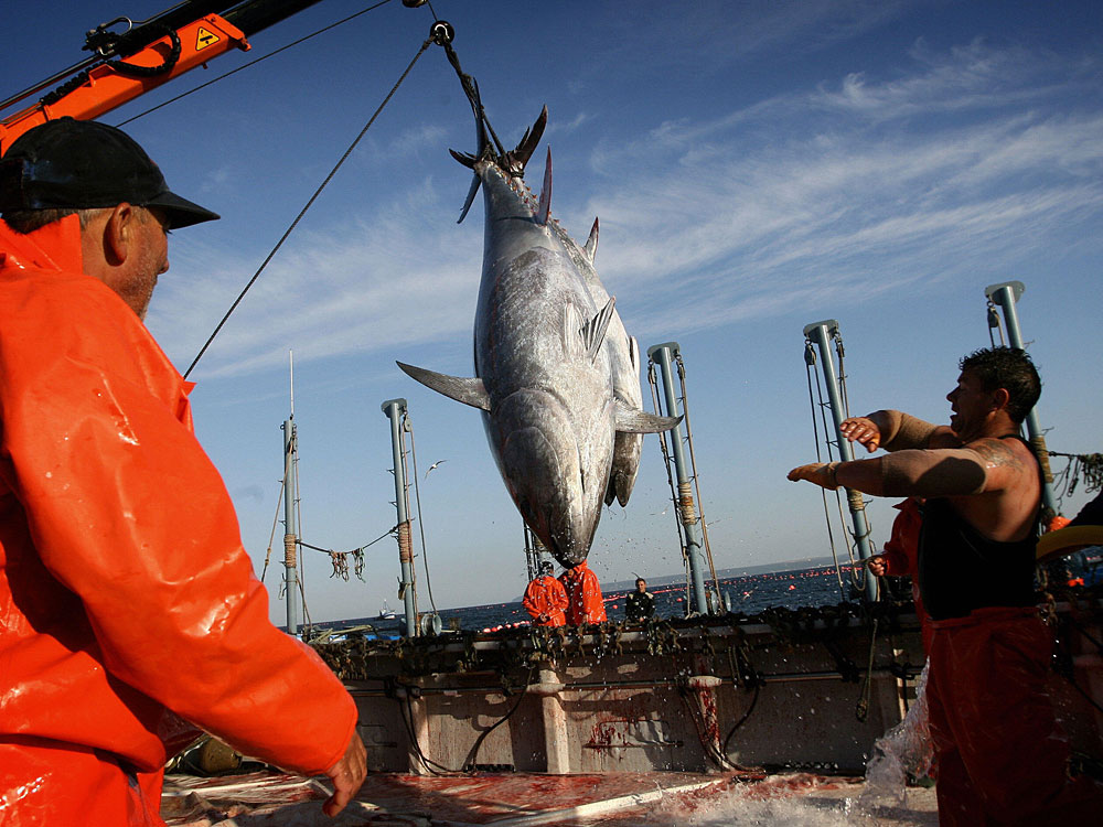 Lower Tuna Limit Still Too High, Researchers Say WBUR