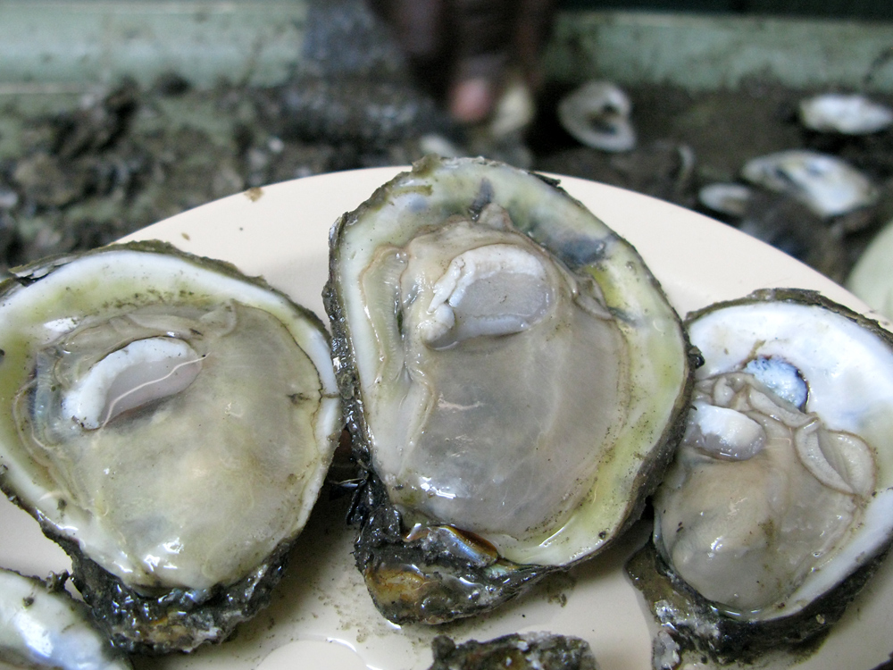 [Interactive:Raw Emotions Over Raw Oysters]