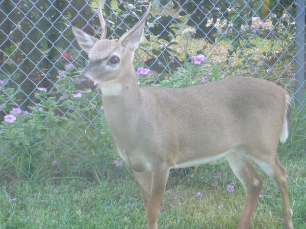 This key deer, found on Big Pine Key in Florida, is one of several species endangered by rising sea levels. Some experts expect Florida sea levels to rise 3 or 4 feet over the next century. (NPR)