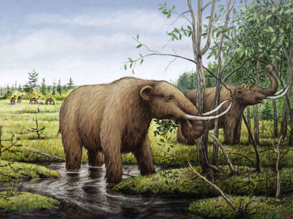 Mastodons eating black ash trees