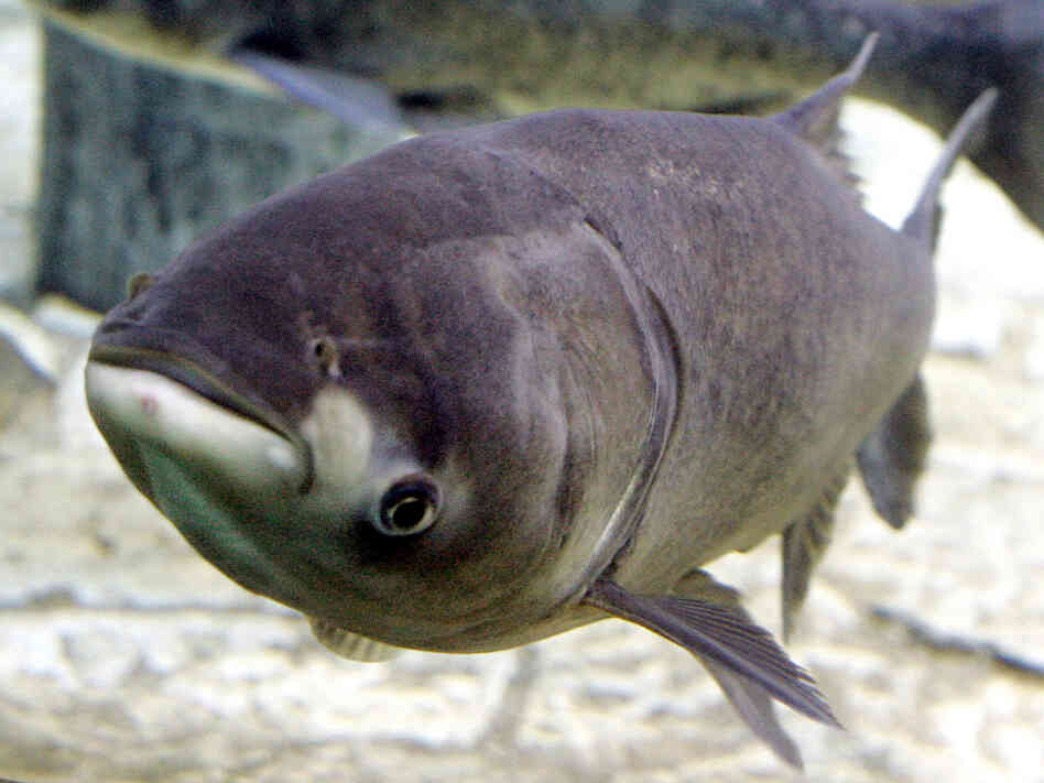 Bighead carp