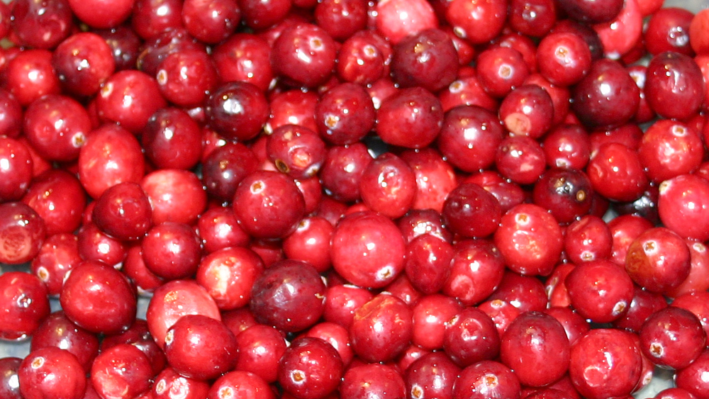 Cranberries, washed and ready to go into Susan Stamberg's relish.
