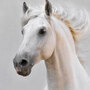 A white horse SQUARE