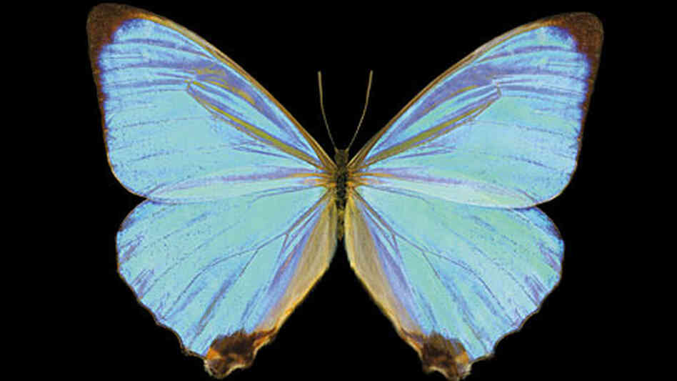 Brazilian morpho butterfly. Brazilian morpho butterfly.