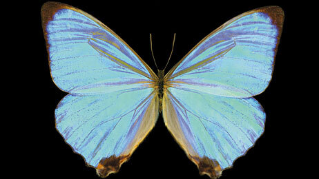 Brazilian morpho butterfly.