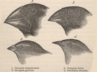Darwin's finches Darwin's finches