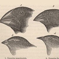 Darwin's finches