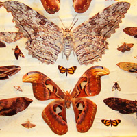 Victorian-era rosewood cabinet containing butterfly and beetle specimens