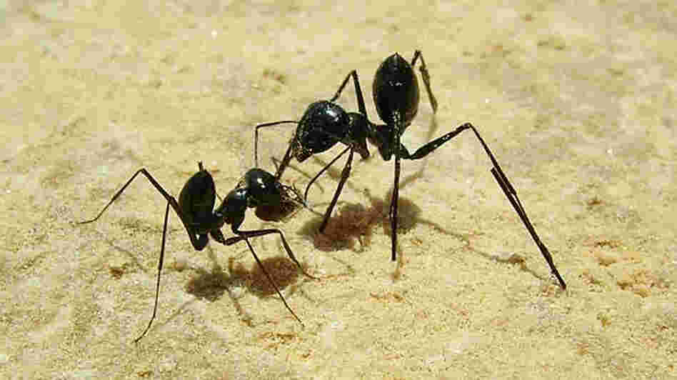 Ants wearing stilts. Ants wearing stilts.