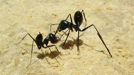 Ants wearing stilts. Ants wearing stilts.