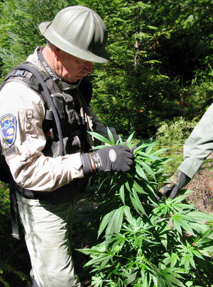 Retired Humboldt Sheriff Steve Cobine hiked into rugged terrain to destroy illegal marijuana grows.