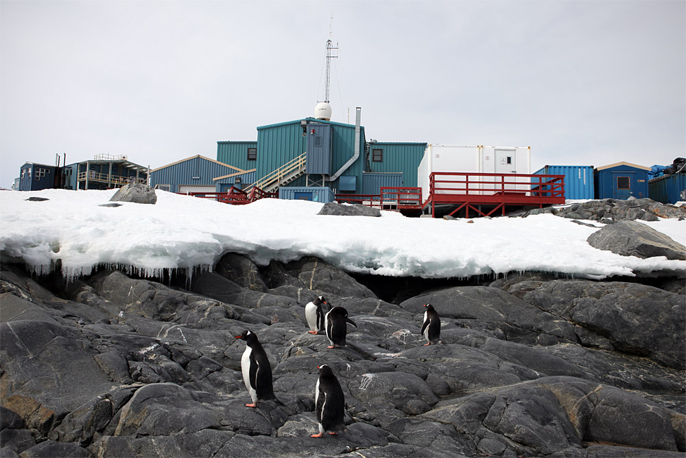 A group of gentoo penguins pays a visit to Palmer Station.