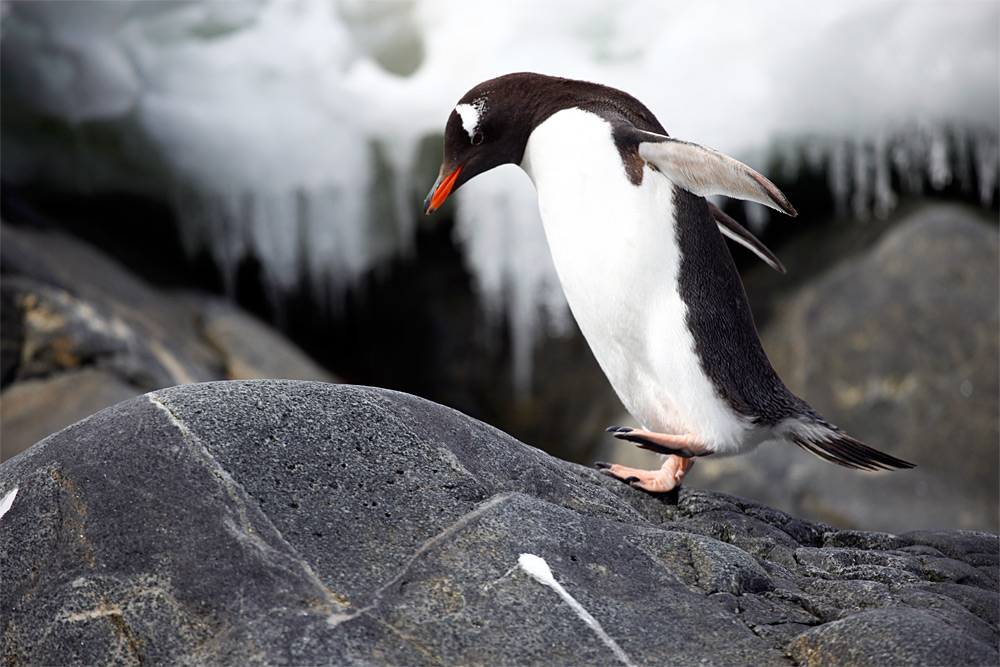 A gentoo penguin makes its way up a large rock.