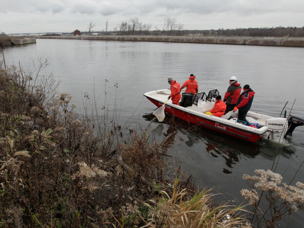 Crews search for Asian carp Thursday in the Chicago Sanitary and Ship Canal in Lockport, Ill.