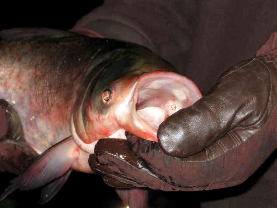 An Asian carp that was killed and scooped out of the water.