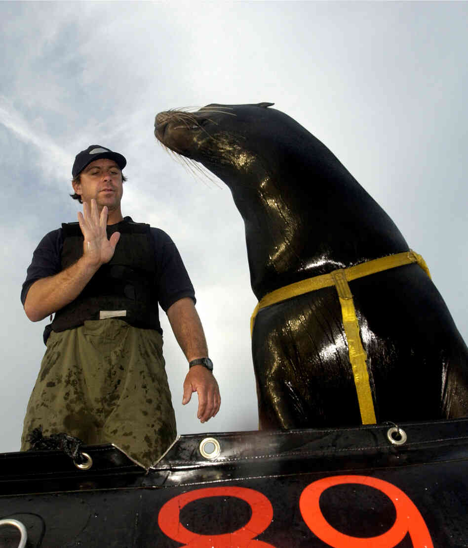 Zak, a 375-pound California sea lion. Bob Houlihan/AP/U.S. Navy