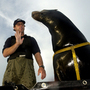 Zak, a 375-pound California sea lion. Bob Houlihan/AP/U.S. Navy Zak, a 375-pound California sea lion. Bob Houlihan/AP/U.S. Navy