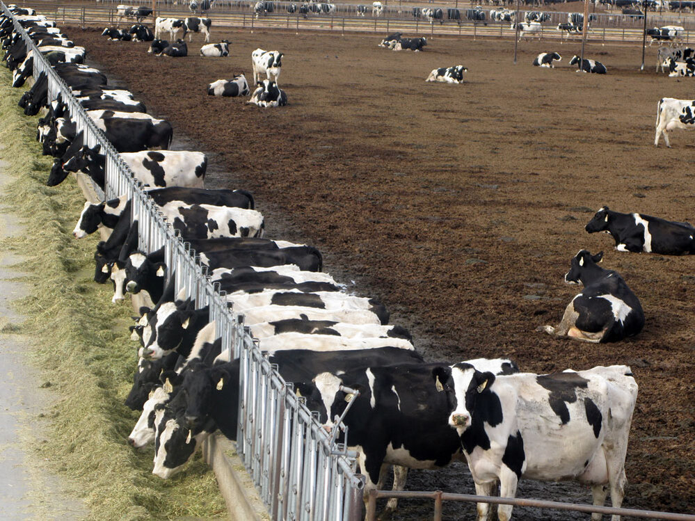 Dairy cows in a confined animal feeding operation in New Mexico