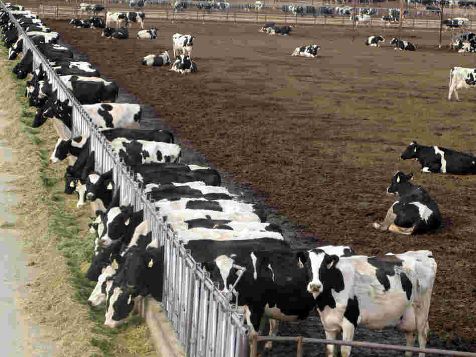 Dairy cows in a confined animal feeding operation in New Mexico