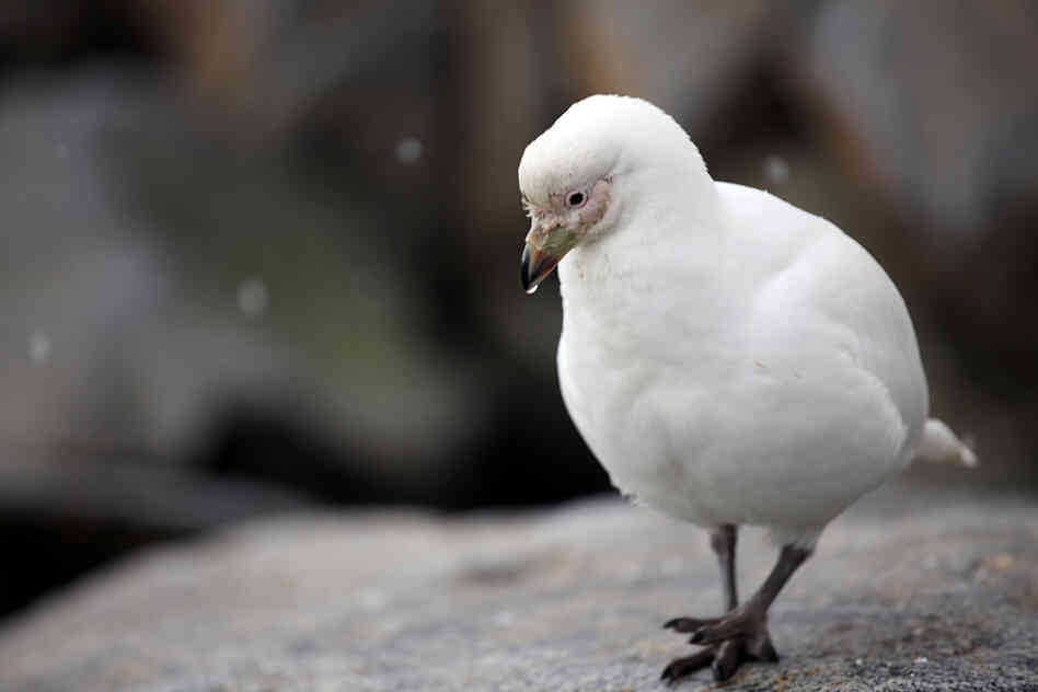 A snowy sheathbill looks for a meal. A snowy sheathbill looks for a meal.