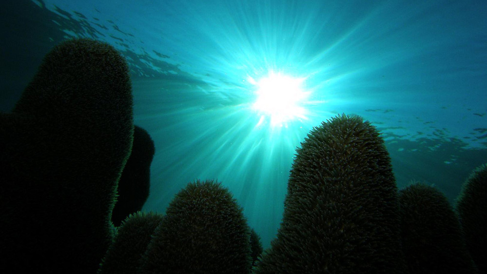 The reefs of Cuba's Los Jardines de la Reina are protected