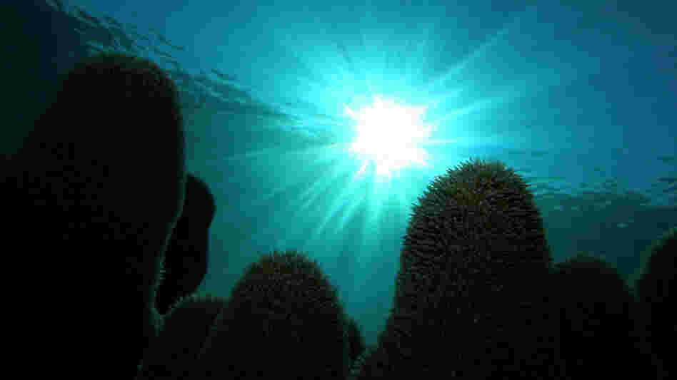 The reefs of Cuba's Los Jardines de la Reina are protected