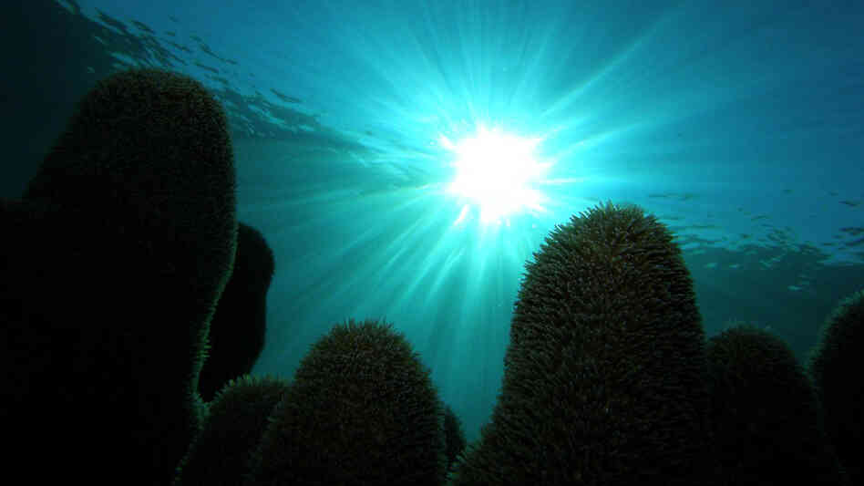 The reefs of Cuba's Los Jardines de la Reina are protected