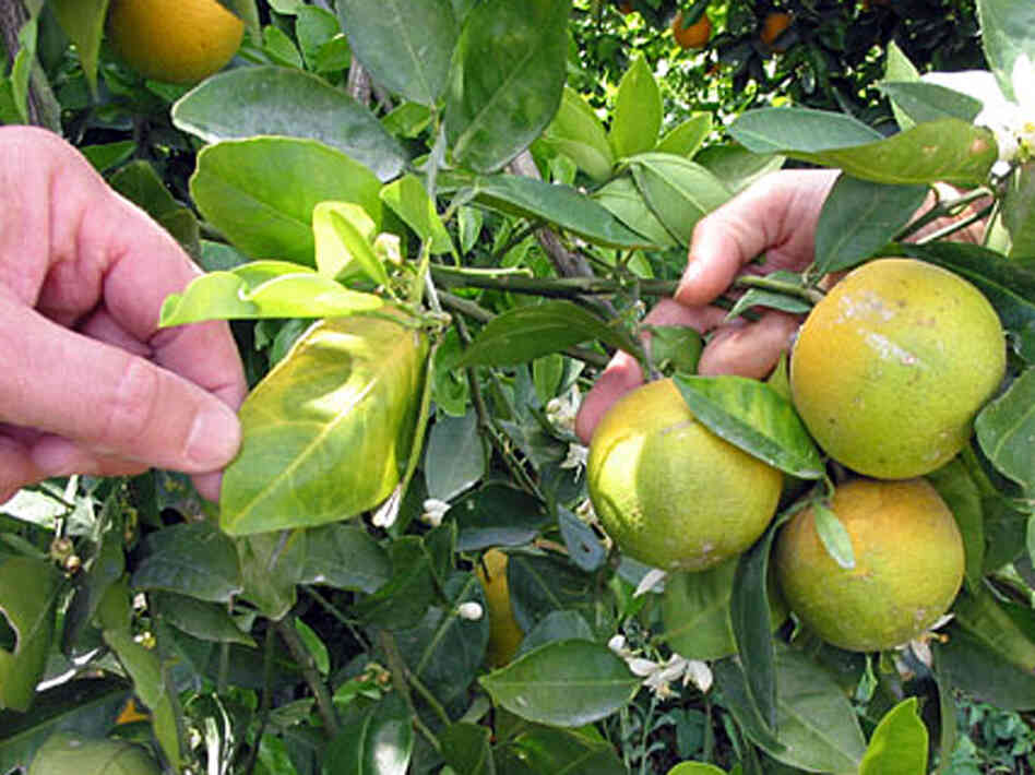 Infected Oranges In Florida Infected Oranges In Florida