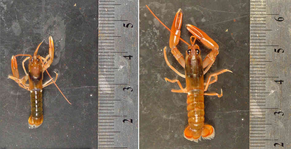 A comparison of lobsters. Courtesy Justin Ries A comparison of lobsters. Courtesy Justin Ries