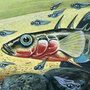An artist's drawing of a marine sticklefish An artist's drawing of a marine sticklefish