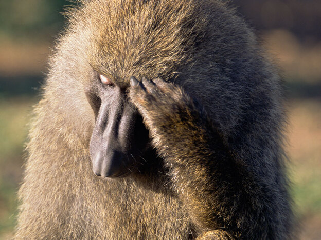 Male olive baboon looking pensive