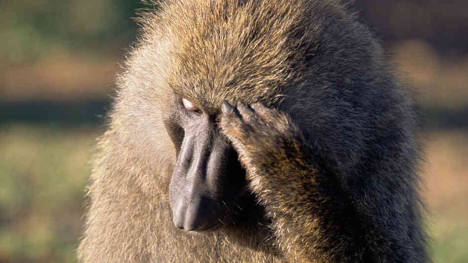 Male olive baboon looking pensive