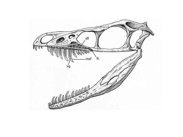 wide: A drawing of reconstructed skull of Sinornithosaurus raptor