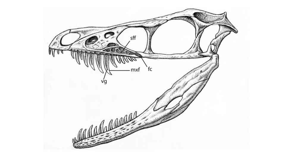Car Shows Near Me >> Dinosaur May Have Used Venom To Kill Prey : NPR Car Shows Near Me >> Dinosaur May Have Used Venom To Kill Prey : NPR