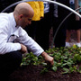 Sam Kass picks spinach from the garden. Sam Kass picks spinach from the garden.