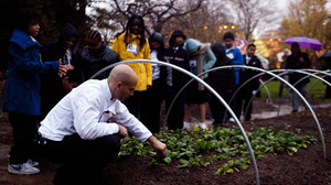 Sam Kass, the assistant White House chef, picks spinach from the garden.