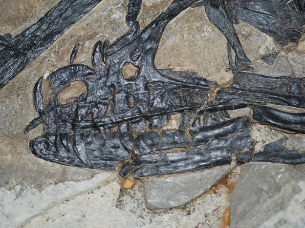 The fossilized remains of the head of a Sinornithosaurus