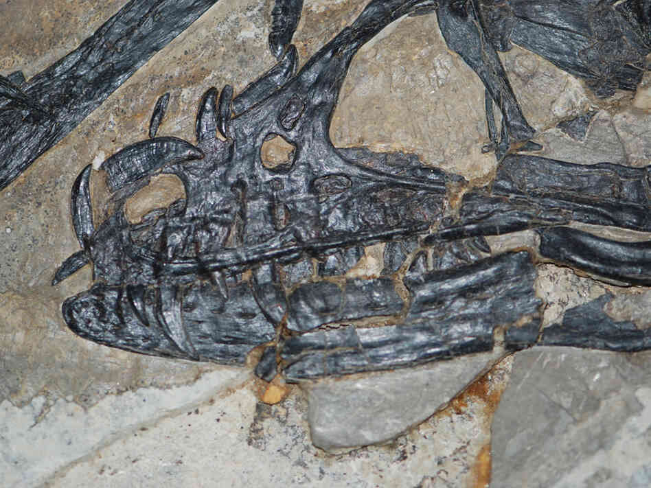 The fossilized remains of the head of a Sinornithosaurus
