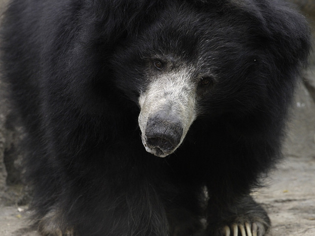Merlin, Smithsonian's National Zoo's senior male sloth bear, died in 2009.