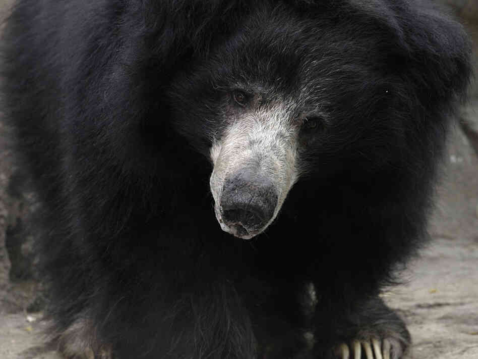 Merlin, Smithsonian's National Zoo's senior male sloth bear, died in 2009.