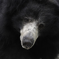 Merlin, Smithsonian's National Zoo's senior male sloth bear, died in 2009.