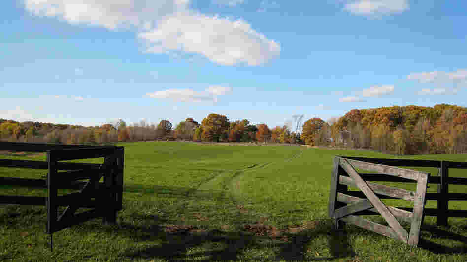 Wide view of Joan Graham's farmland Wide view of Joan Graham's farmland